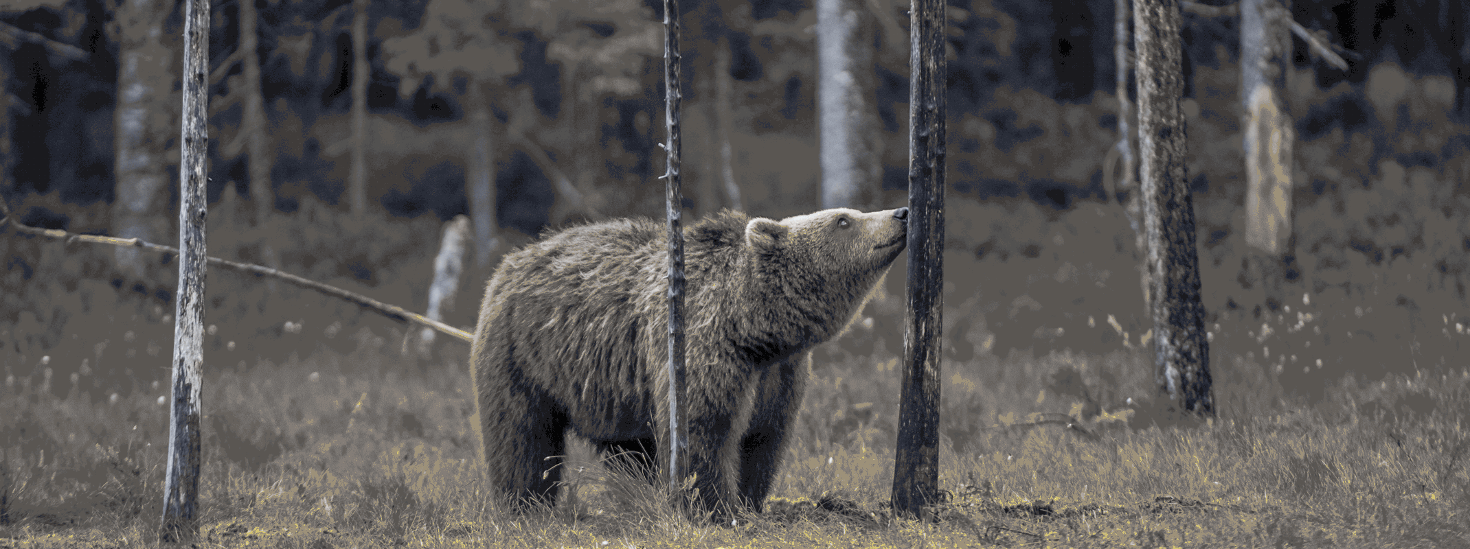 биоразлагаемая смазка